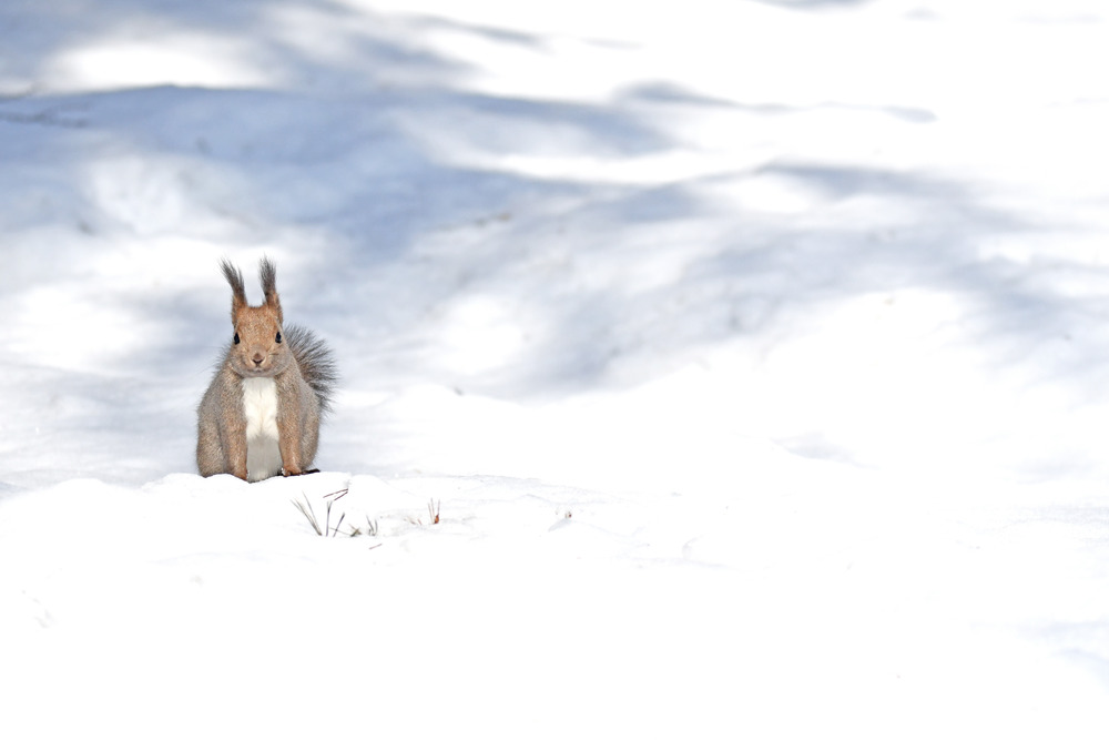 雪の中にリスがいる画像