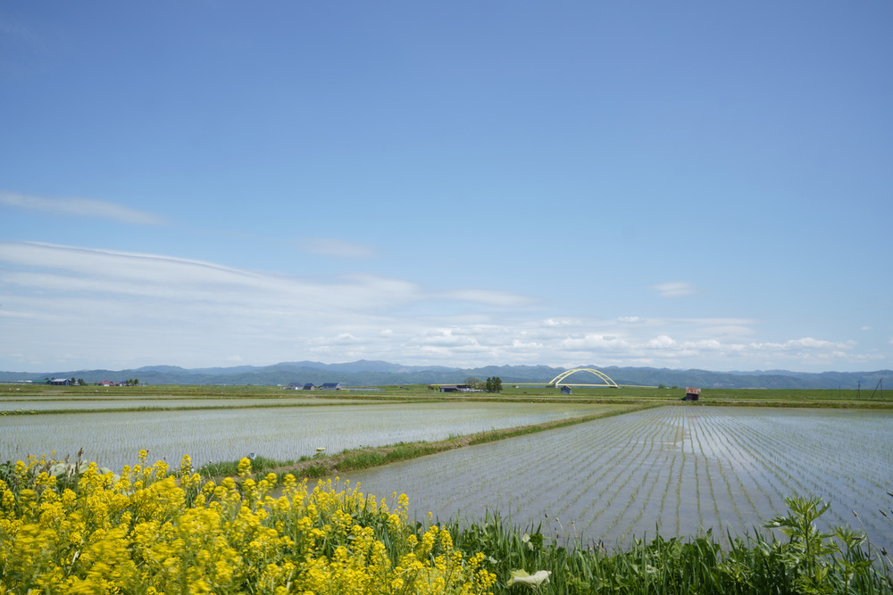 田んぼの画像