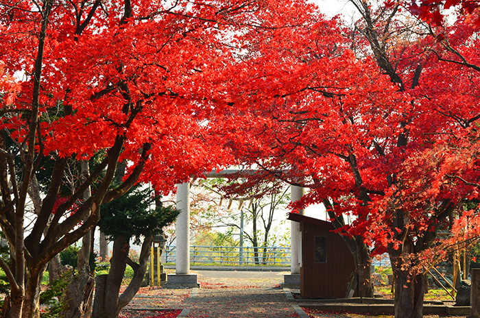 浦臼神社紅葉